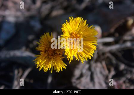 Tussilago farfara, commonly known as coltsfoot is a plant in the groundsel tribe in the daisy family Asteraceae. Stock Photo