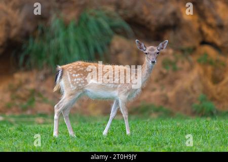 Little deer looking at the camera in a green meadow Stock Photo