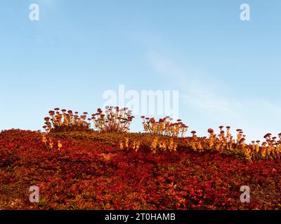 Indian summer on the green roof, Schlepzig, Brandenburg, Germany Stock Photo
