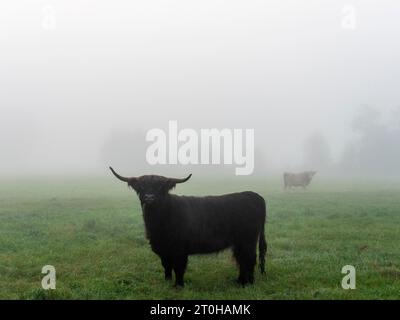 Young bull with horns and cattle on pasture in fog, Spreewald, Brandenburg, Germany Stock Photo