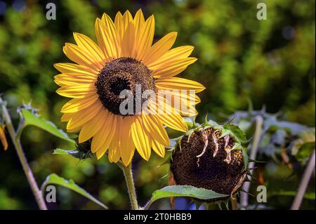 Flowering and faded sunflower (Helianthus annuus), Bavaria, Germany Stock Photo