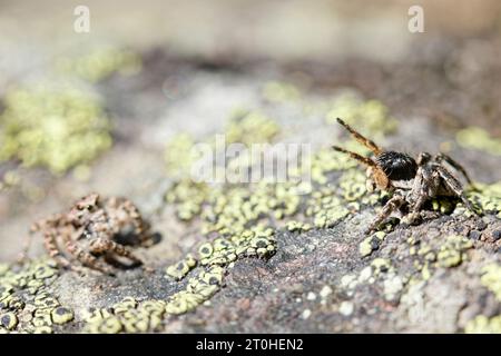 V-fronted jumping spider courtship display (Aelurillus v-insignitus) Stock Photo