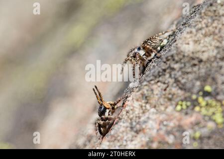 V-fronted jumping spider courtship display (Aelurillus v-insignitus) Stock Photo