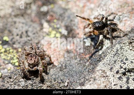 V-fronted jumping spider courtship display (Aelurillus v-insignitus) Stock Photo