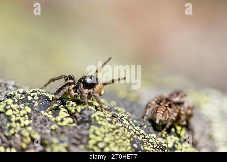 V-fronted jumping spider courtship display (Aelurillus v-insignitus) Stock Photo