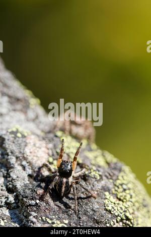 V-fronted jumping spider courtship display (Aelurillus v-insignitus) Stock Photo