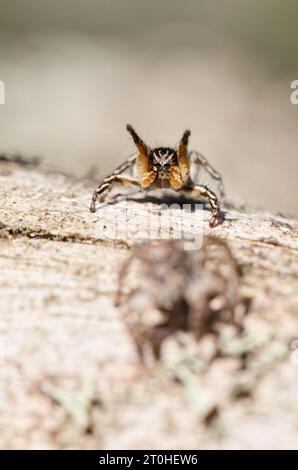 V-fronted jumping spider courtship display (Aelurillus v-insignitus) Stock Photo