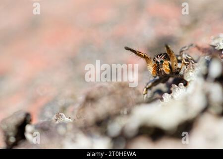 V-fronted jumping spider courtship display (Aelurillus v-insignitus) Stock Photo