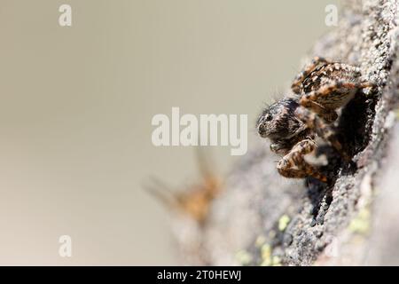 V-fronted jumping spider courtship display (Aelurillus v-insignitus) Stock Photo