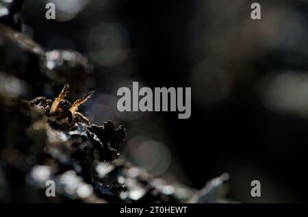 V-fronted jumping spider courtship display (Aelurillus v-insignitus) Stock Photo