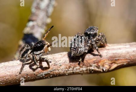 V-fronted jumping spider courtship display (Aelurillus v-insignitus) Stock Photo