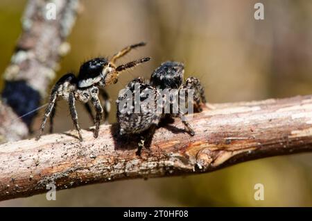 V-fronted jumping spider courtship display (Aelurillus v-insignitus) Stock Photo