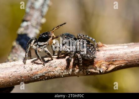 V-fronted jumping spider courtship display (Aelurillus v-insignitus) Stock Photo