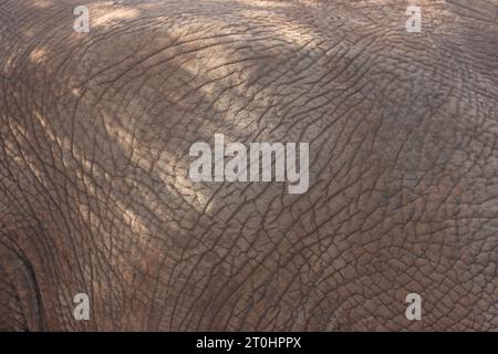 real elephant skin texture, taken outdoors in natural light Stock Photo