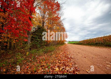 Colorful autumn trees next to a Wisconsin cornfield in cloudy skis ...