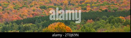 Colorful autumn trees with a row of pines on a Wisconsin hillside in ...