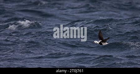 Long-tailed duck male flying over blue seawaves Stock Photo