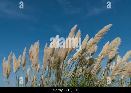 Pampas grass against a blue sky Stock Photo