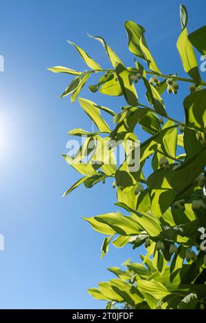 Polygonatum (also known as King Solomon's-seal or Solomon's seal) against blue sky Stock Photo
