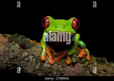 It is one of the most recognizable frogs. It is native to forests from ...