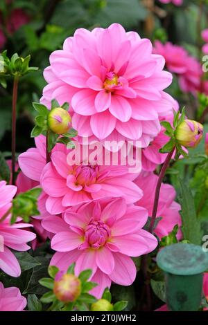 Bright pink decorative dahlia 'Garden Time' in flower. Stock Photo