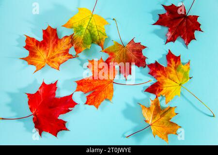 Colored fallen maple leaves on a blue background. Copy space. Stock Photo