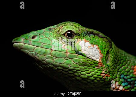 Polychrus gutturosus, also known as Berthold's bush anole or monkey tailed anole, is a species of lizard Stock Photo