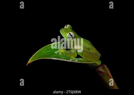 Teratohyla spinosa (common name: spiny Cochran frog) is a species of frog in the family Centrolenidae. Stock Photo