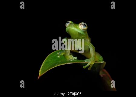 Teratohyla spinosa (common name: spiny Cochran frog) is a species of frog in the family Centrolenidae. Stock Photo