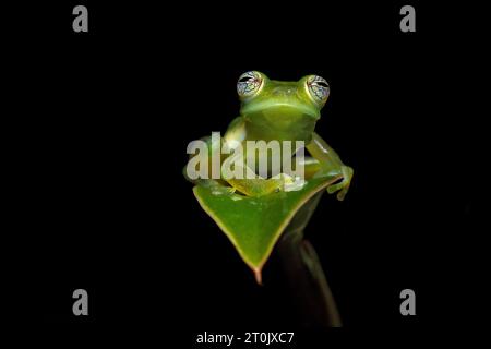 Teratohyla spinosa (common name: spiny Cochran frog) is a species of frog in the family Centrolenidae. Stock Photo
