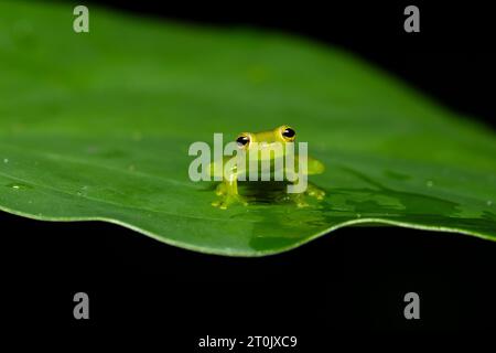 Teratohyla spinosa (common name: spiny Cochran frog) is a species of frog in the family Centrolenidae. Stock Photo
