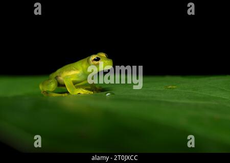 Teratohyla spinosa (common name: spiny Cochran frog) is a species of frog in the family Centrolenidae. Stock Photo