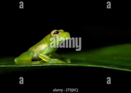 Teratohyla spinosa (common name: spiny Cochran frog) is a species of frog in the family Centrolenidae. Stock Photo