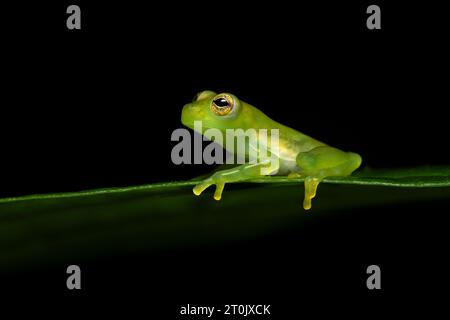 Teratohyla spinosa (common name: spiny Cochran frog) is a species of frog in the family Centrolenidae. Stock Photo