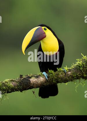 The yellow-throated toucan (Ramphastos ambiguus) is a Near Threatened species of bird in the family Ramphastidae Stock Photo