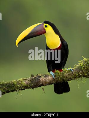 The yellow-throated toucan (Ramphastos ambiguus) is a Near Threatened species of bird in the family Ramphastidae Stock Photo
