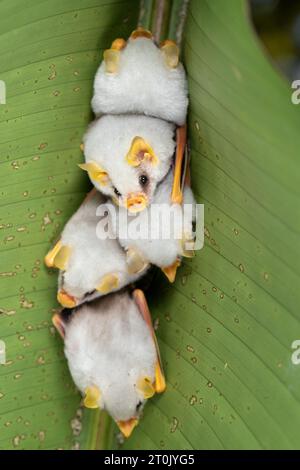 Honduran white bat (Ectophylla alba), also called the Caribbean white tent-making bat Stock Photo