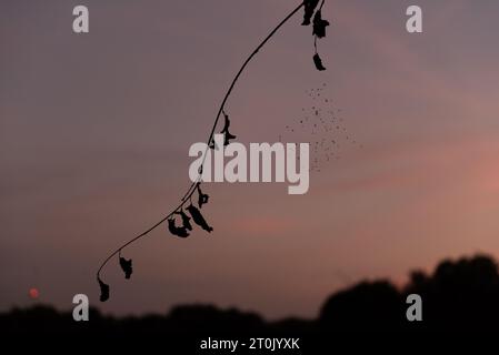 spider web with flies on the sunset background Stock Photo