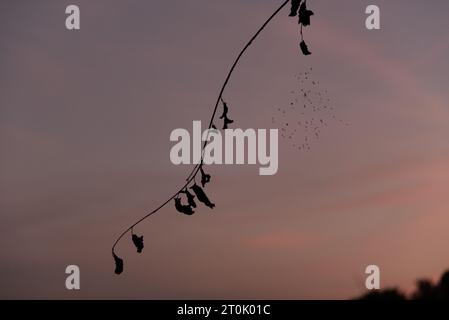 spider web with flies on the sunset background Stock Photo