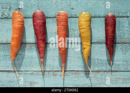Five freshly harvested carrots without greens, lie next to each other on a blue rustic background. The carrots have different colors because they are Stock Photo
