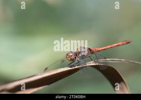 A large darter dragonfly (Sympetrum striolatum) with a red abdomen sits on a dry reed leaf. The background is green. The sun is shining. The dragonfly Stock Photo