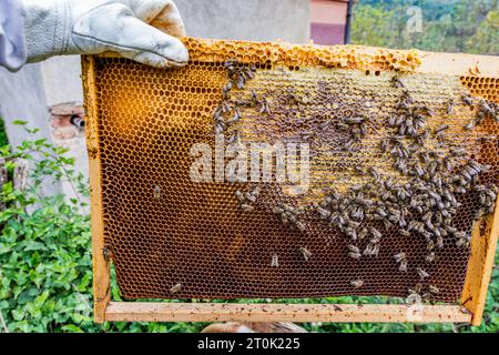 A beekeepers hand holds a frame taken from the hive. On the frame, you can see honeycomb with capped honey and fresh uncapped nectar just brought in. Stock Photo