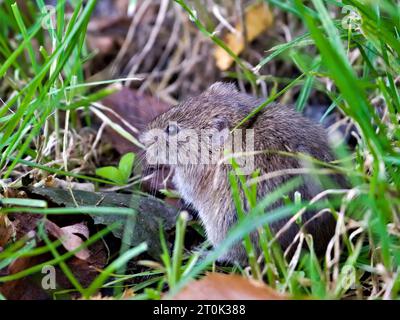 Microtus arvalis aka common vole is eating grass in front of his burrow. Early autumn. Czech republic nature. Stock Photo