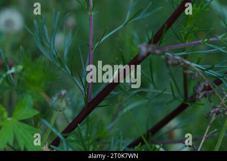 Coleophora peribenanderi Family Coleophoridae Genus Coleophora Pale thistle case-bearer moth wild nature insect photography, picture, wallpaper Stock Photo