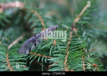 Suffolk Antlion (Euroleon nostras), adult on spruce needles. Stock Photo