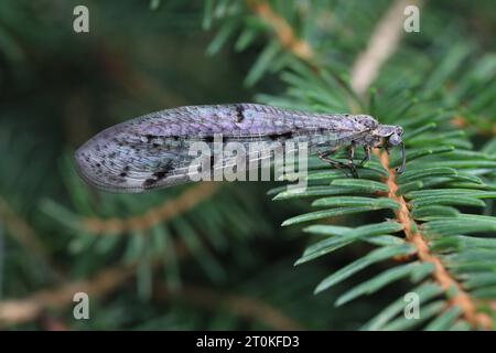 Suffolk Antlion (Euroleon nostras), adult on spruce needles. Stock Photo