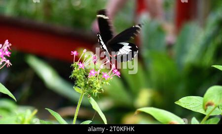 A papilio aegeus butterfly (aka orchard swallowtail or large citrus butterfly) feeding on a tropical pentas lanceolata flower at Kuranda Sanctuary Stock Photo