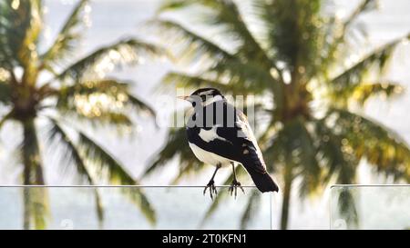 A magpie lark (grallina cyanoleuca) sitting on the glass balustrade of a Cairns hotel balcony, overlooking palm trees on the Esplanade at Cairns Stock Photo