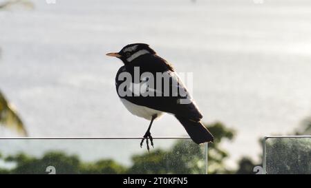 A magpie lark (grallina cyanoleuca) sitting on the glass balustrade of a hotel balcony, overlooking the Coral Sea and mud flats at Cairns Esplanade Stock Photo