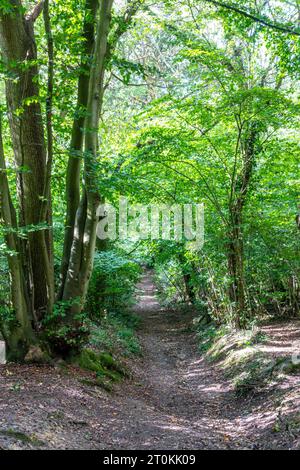 A dirt trail winding through trees in woods in the Berkshire countryside, Stock Photo